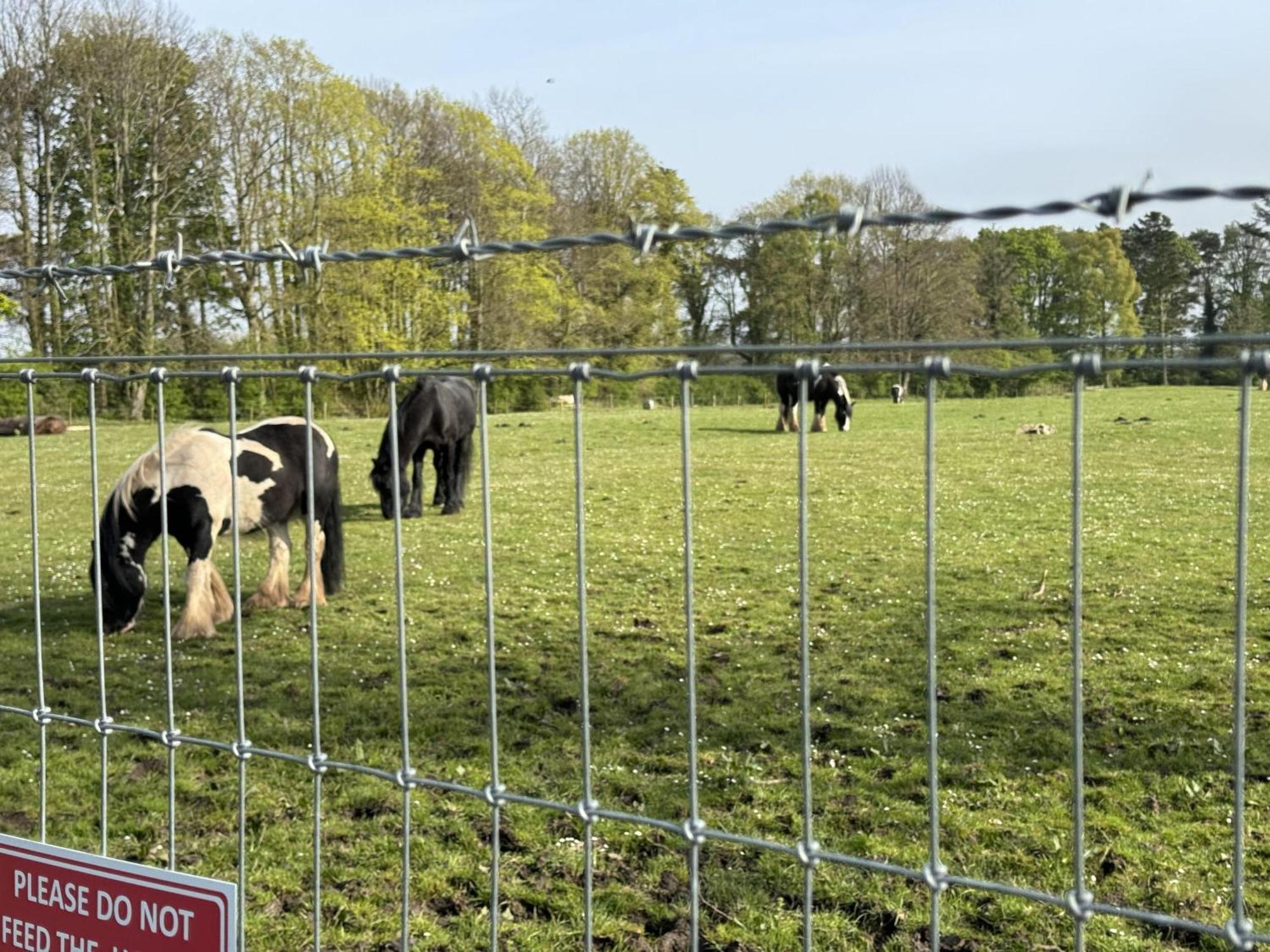 Pony Gate Caravan On Haggerstone Castle West Lawn Berwick Upon Tweed Exteriör bild